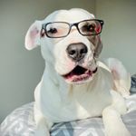 Profile Picture of Jamison Michael (@jamison_the.pitty) on Instagram