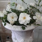 Profile Picture of Stamps & Stamps (@johnsteven2018) on Instagram