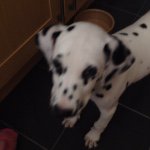 Profile Picture of Names Moody Daniel Moody (@daniel_moody_dogs) on Instagram