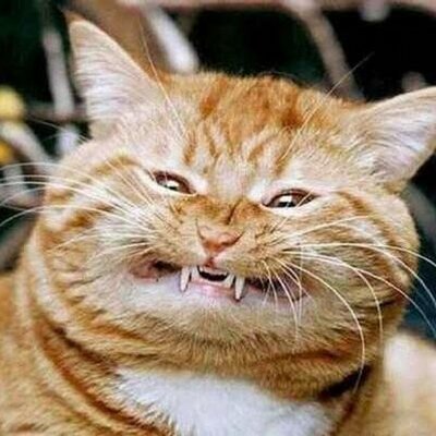 Profile Picture of Susan Pritchett (@cheekymonkeysue) on Twitter