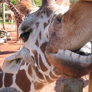 Profile Picture of Boggleford Hiltonkardashian (@boggleford.hiltonkardashian) on Facebook