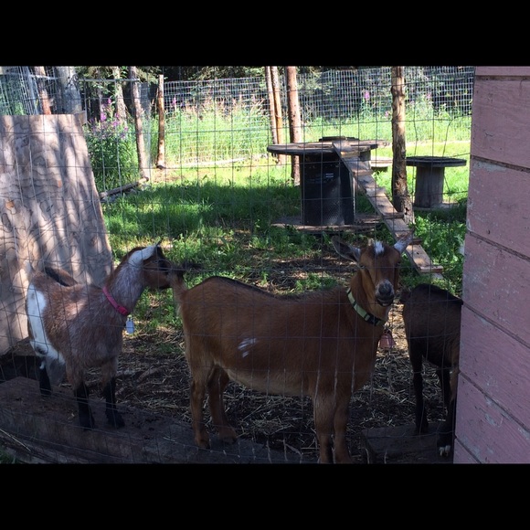 Profile Picture of Brianna Sipes (@brianna_907) on Poshmark