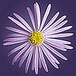 Profile Picture of Lisa Mishli (@lisa mishli) on Flickr