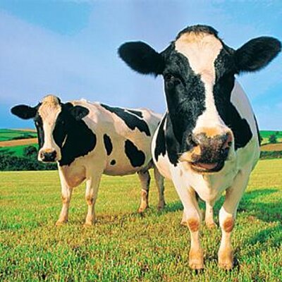 Profile Picture of John Strauss (@cowcorner) on Twitter