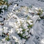 Profile Picture of Ernston Patchett (@ernston.patche) on Instagram