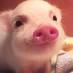 Profile Picture of Bacon (@web_marc) on Twitter