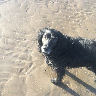 Profile Picture of Tracey Irving (@lunabeachbabe) on Twitter