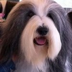 Profile Picture of Julie Sneed (@dogandjulie) on Instagram