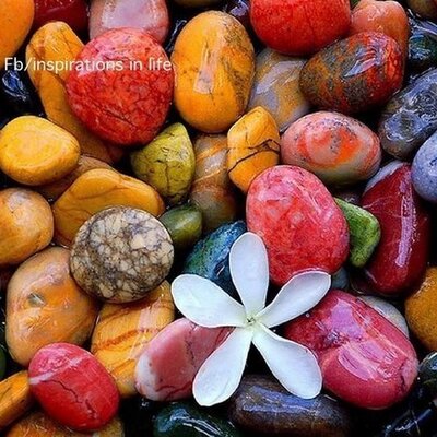 Profile Picture of Pamela Belcher Glaze (@pamela_glaze) on Twitter
