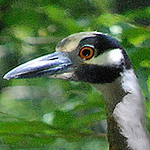 Profile Picture of Deborah Barnes (@barnesdeborah) on Flickr