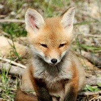 Profile Picture of Terra Phelps (@terra-phelps-1) on Quora