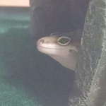 Oliver Maxwell - Flickr Profile Picture of Oliver Maxwell (@oliverkmaxwell) on Flickr