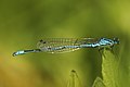 Profile Picture of Azure damselflyon Wikipedia