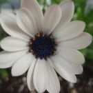 Profile Picture of Christina Underhill (@UnderhillWing) on Pinterest