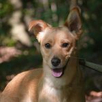 Profile Picture of Dolar, Nana, Severus & Misty (@familyofcrossbreeds) on Instagram