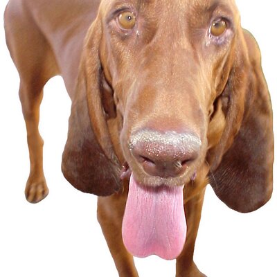 Profile Picture of Greg Swann (@PhoenixBargains) on Twitter