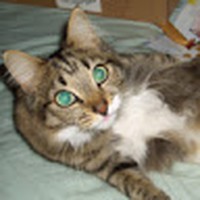 Profile Picture of Steven Korman (@steven-korman-2) on Quora