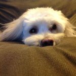 Profile Picture of Jamie Appel (@appel.j) on Instagram