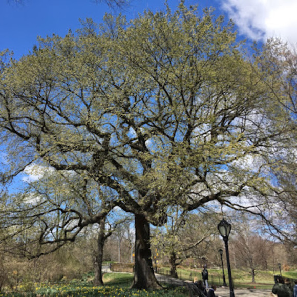 Profile Picture of Robert Randazzo (@bobbydazzo) on Poshmark