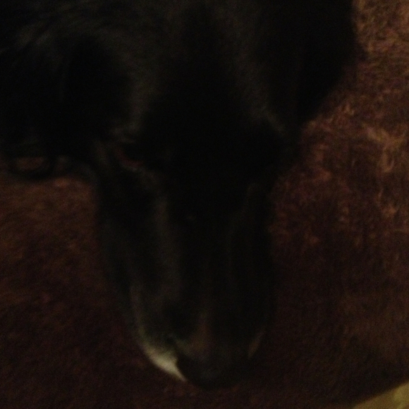 Profile Picture of Kelly Rolince (@kro33) on Poshmark