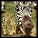 Profile Picture of Amanda Andrews-Shope (@shopes22) on Pinterest