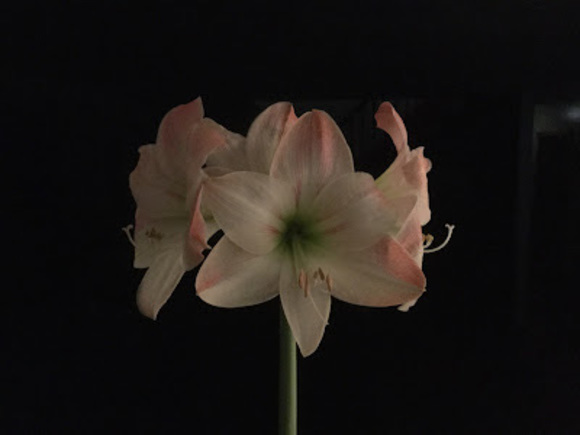 Profile Picture of Susan Milinski (@sjmilinski) on Poshmark