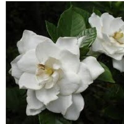 Profile Picture of Donna Parr (@infinitydonna) on Twitter