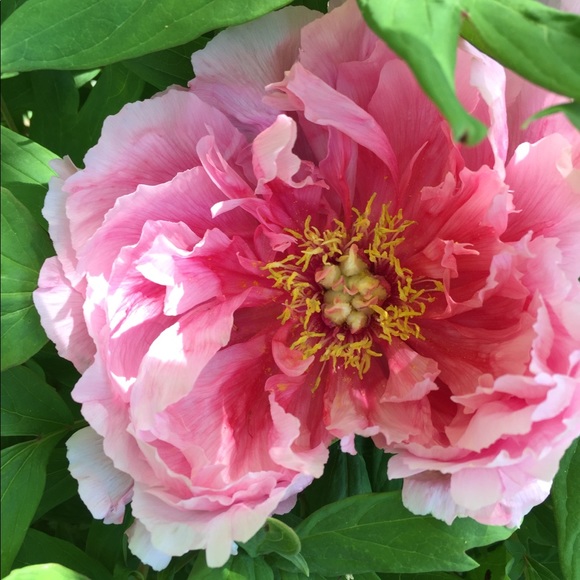 Profile Picture of Katya Quiram (@katyushka) on Poshmark