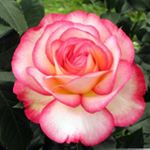 Profile Picture of Alice.abdallah (@alice_abdallah12) on Instagram