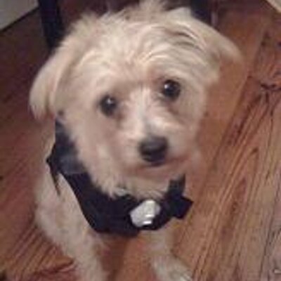 Basil Craig - Twitter Profile Picture of Basil Craig (@Basil_the_Dog) on Twitter
