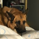 Profile Picture of Molly Bradley German Shepard (@molly_germandog) on Instagram