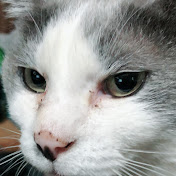 Profile Picture of Chesen Lee 2021 (@ChesenLee-zh5qk) on Youtube