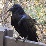 Profile Picture of Patrick Breen (@Nebulant) on Flickr