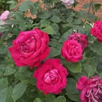 Profile Picture of Ivan Helen (@Ivan-Helen) on Facebook