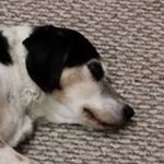 Susan Roadfeldt Peters - Instagram Profile Picture of Susan Roadfeldt Peters (@suepecrafts) on Instagram