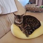 Profile Picture of Eric Sylvia Nelson (@ericsylvianelson) on Instagram