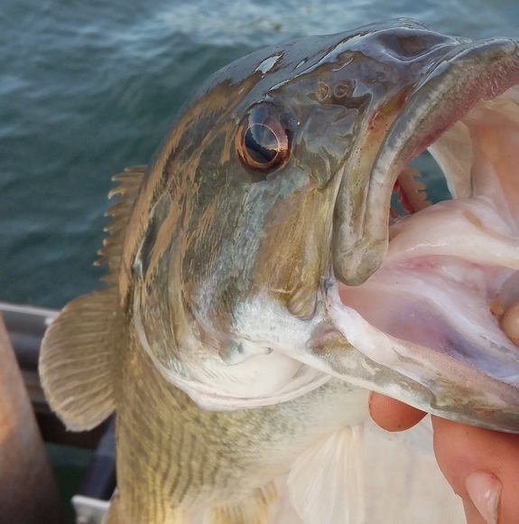 Profile Picture of Jordan Cappitelli (@jordantexas5013) on Poshmark