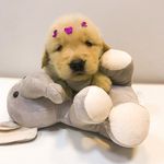 Profile Picture of Hope Maria | Golden Retriever (@hope.agolden) on Instagram