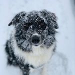 Profile Picture of Maureen & Paul Knapp (@cobblestonevalleyfarm) on Instagram