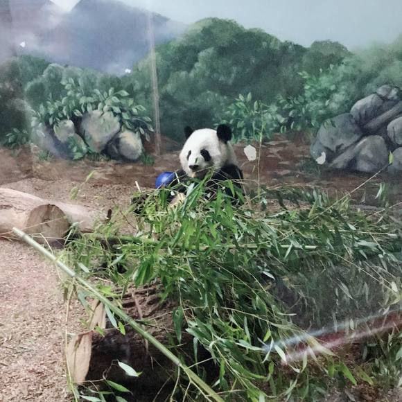 Profile Picture of Qiaofeng Huang (@h0920) on Poshmark