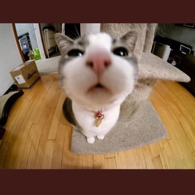 Profile Picture of Creeson Gladue (@bannokbum135) on Twitter