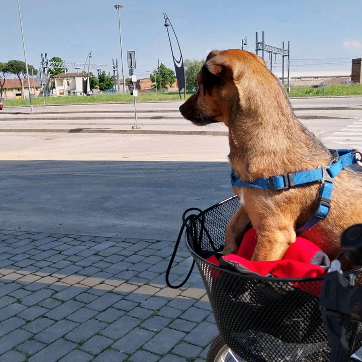 Profile Picture of Nicholaspia (@giuseorssbp) on Tiktok