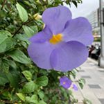 Profile Picture of marilynorangegrape (@marilynorangegrape) on Instagram