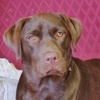 Profile Picture of   Dawna Wilson... (@cadburyandfriends) on Tiktok