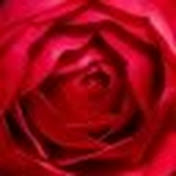 Profile Picture of Yong Ha (@yongha8167) on Youtube