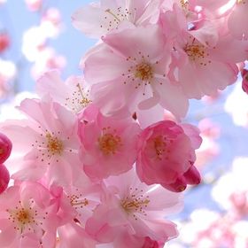 Profile Picture of Hiroko Tojo (@sakurasaku) on Pinterest