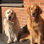 Profile Picture of Barney&Cooper (@barneyandcooper_thegoldens) on Instagram