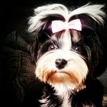 Profile Picture of Neele Biewer Yorkshire Terrier (@neelestory) on Instagram