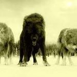 Profile Picture of Tracie Hayes (@hayes.tracie) on Instagram