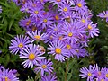 Profile Picture of Aster (genus)on Wikipedia